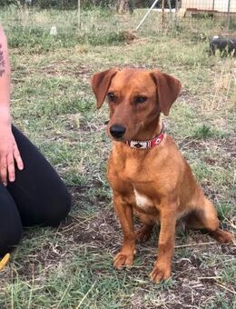 Peppino 💚 Liebevolle Zuwendung gesucht - Bad Karlshafen