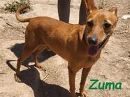 Zuma neugieriger kleiner Podenco 2/17 ES - Ruppertsecken