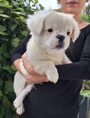 Bulli mix sucht für immer zuhause in 94486