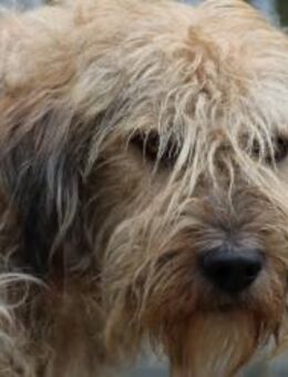 Marla - hübsche Wuschelhündin - Lohra