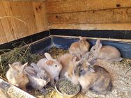 Kaninchen (teilw. Löwenköpfchen) (m/w) ab sofort abzugeben - Höhenland
