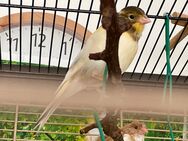 Junger Kanarienvogel zu verkaufen - Prutting