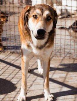 Luki 💗aufgeschlossener, lieber Junghund - Hamburg