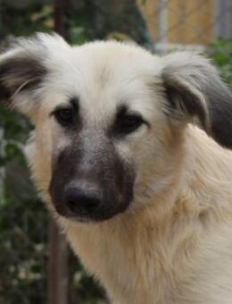 Loredana, geb. ca. 02/2024, GRIECHENLAND - Markdorf