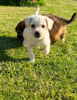 Terrier mischling weple - Borgholzhausen