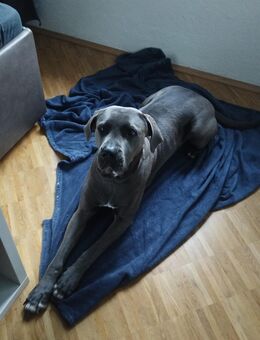 Deckrüden gesucht Cane Corso - Lüdenscheid