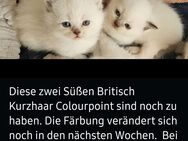 BKH-COLOURPOINT Kitten - Sinsheim Zentrum