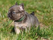 Französische Bulldogge Rüden, Hündinn lilac blau tan - Wust-Fischbeck