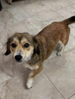 Pepper sucht ein tolles Zuhause - Blankenheim (Nordrhein-Westfalen)