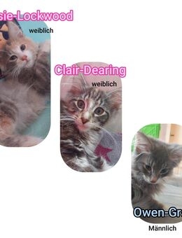 Norwegische Waldkatze sucht neue couch - Heinsdorfergrund