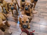 Rhodesian Ridgeback Mix Welpen