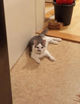 6 Monate alte Hauskatze - Mauth