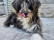 Maggy - Wuschelmaus auf 3 Pfoten - Weilheim (Oberbayern)
