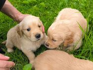 Reinrassige Golden Retriever Welpen - Pfarrkirchen