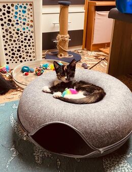 kleine süße Katzen! - Herford (Hansestadt)