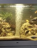 Juwel-Aquarium in 44892