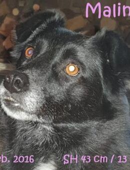 Malina (auf PS in 24601 Ruhwinkel) - Rinteln