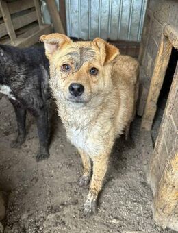Merle mit den süßen Knopfaugen 🐾 - Elsdorf (Nordrhein-Westfalen)