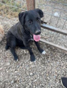 Momo sucht ein Zuhause - Olfen