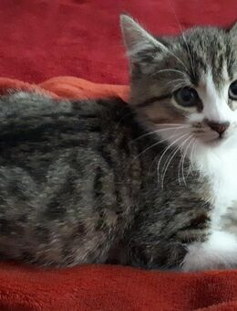Nur noch 2 kleine Kitten suchen ein neues Zuhause - Ahrensburg