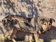 Oldie Filou sucht Sicherheit - Kabelhorst