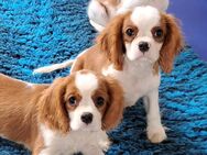 Cavalier King Charles Spaniel Welpen mit Papieren - München