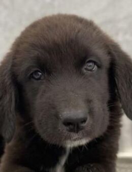 Tyrion, geb. ca. 05/2024, GRIECHENLAND - Markdorf