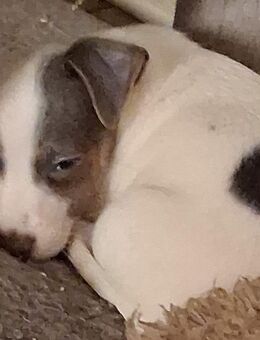 Jack Russel Welpen suchen ein schönes zu Hause - Lathen