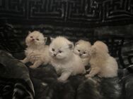 Ragdoll Kitten Weibchen reinrassig - Gelsenkirchen Bulmke-Hüllen