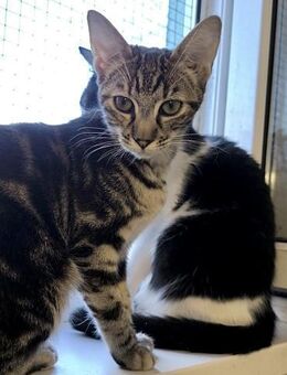 Lili wartet sehnsüchtig auf ein Zuhause! - Waakirchen