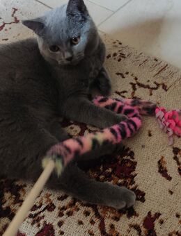 Bkh Kitten in Blau Farbe . ABGABEBEREIT 1Junge - Hebertsfelden