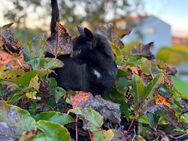 Katerchen Herr Punkt sucht coole Bude - Rennertshofen