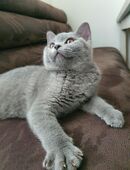 BKH-Kitten 14 Wochen alt in 70771