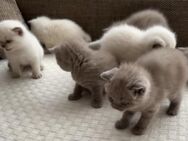 Britisch Kurzhaar Kitten - Düsseldorf