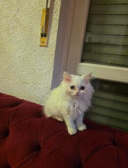 Katze . kater - Ditzingen
