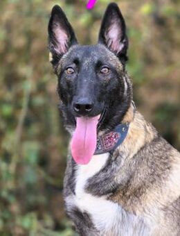 Kenya lebensfrohes Malinois Mädchen10/24 - Ruppertsecken