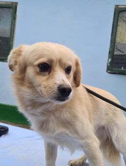 Nacho, liebenswertes Zwerglein sucht - Köln