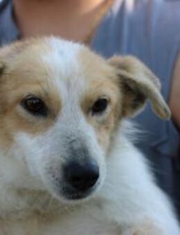 Noya - zutraulich u. unkompliziert - Lohra