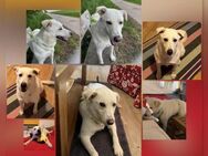 Nala Labrador Mischlingshündin sucht - Vacha