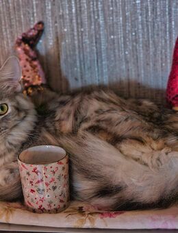 Wunderschöne Mainecoon katze - Rheine