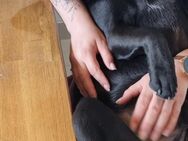 Labrador Französische Bulldogge Mix - Bedburg