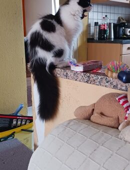 1 Perser Mix Kitten - Oberderdingen