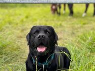 Labrador Deckrüde schwarz mit ZZL - Kirkel