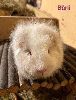 Ein Kastrat und Meerschweinchen Weibchen - Bad Sobernheim