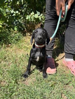 Hundejunge Emmett, ein süßer Schatz - Heinsberg