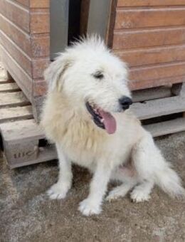 Smina 52 cm - Alpenrod