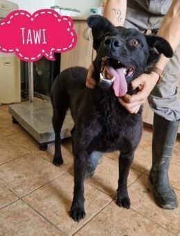 Tawi ein schwarzer Engel - Mannheim