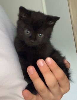 BKH Kitten - Wenden