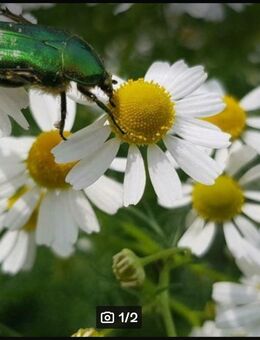 Echte Kamille (Matricaria recutita) - Horgenzell