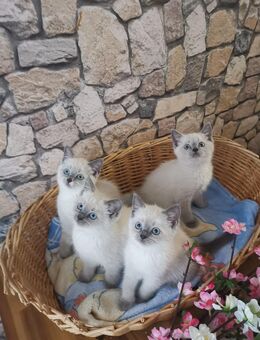 Edelmixe mit wunderschönen blauen Augen!!! - Teterow